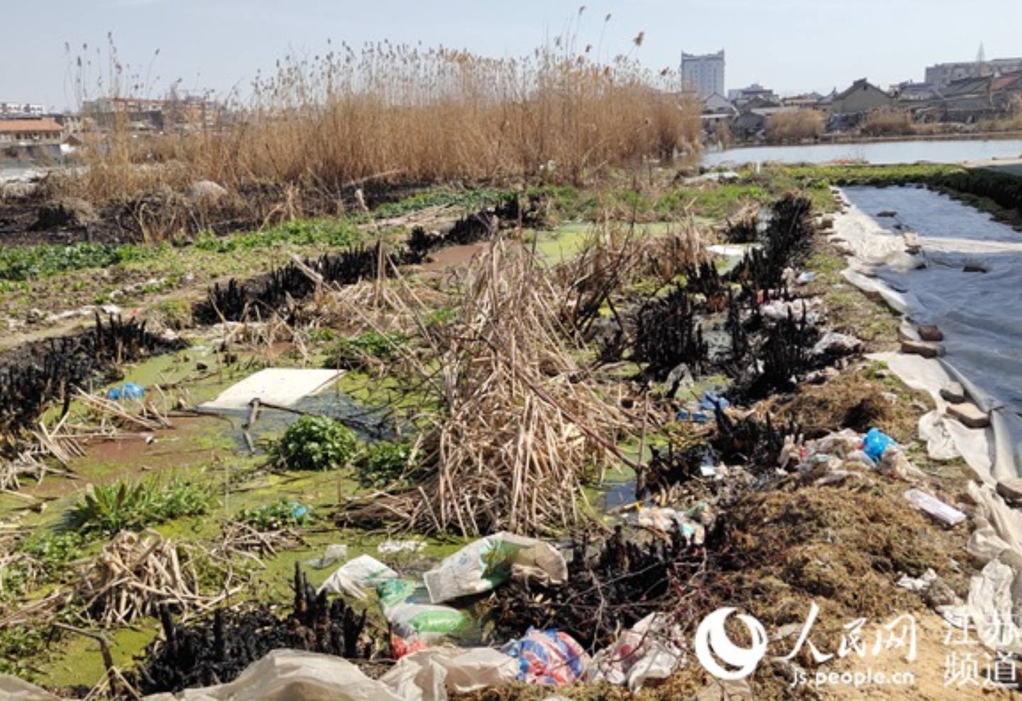 人民網：淮安市淮安區西汪塘蝶變記：從前被臭走的人羨慕得想搬回來